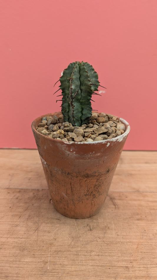 Euphorbia horrida in vintage terracotta