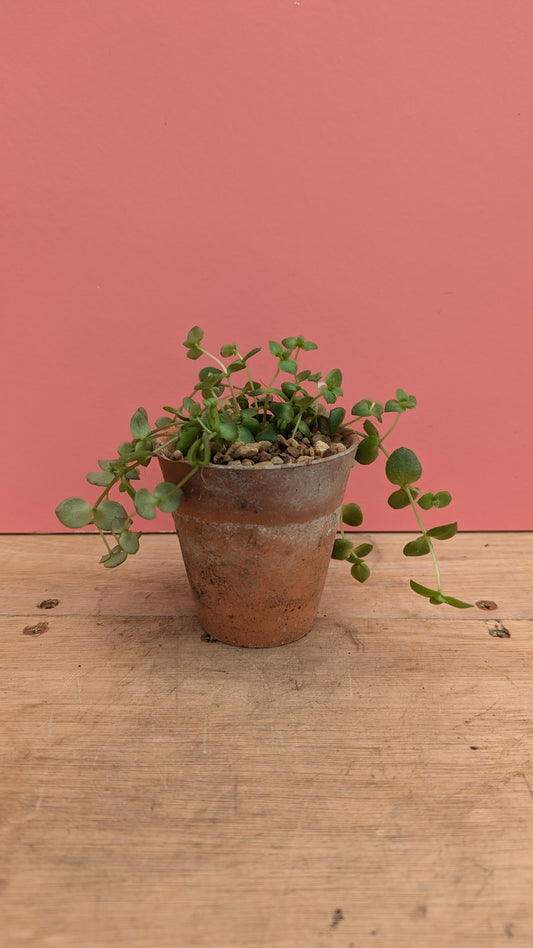 Crassula in vintage terracotta