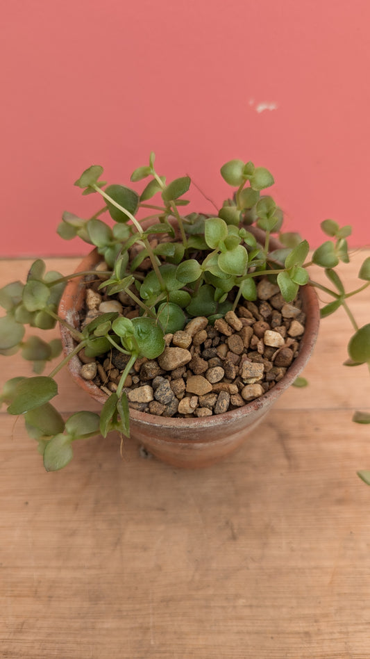 Crassula in vintage terracotta