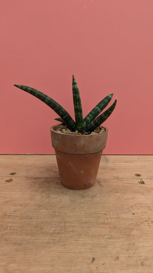 Sansevieria boncellensis in vintage terracotta