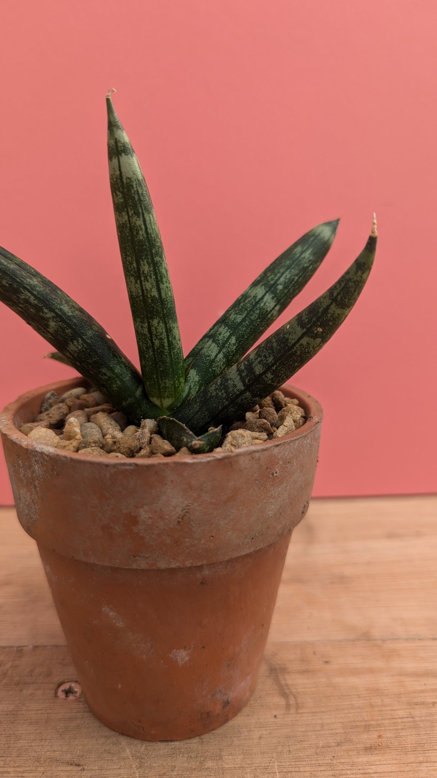 Sansevieria boncellensis in vintage terracotta