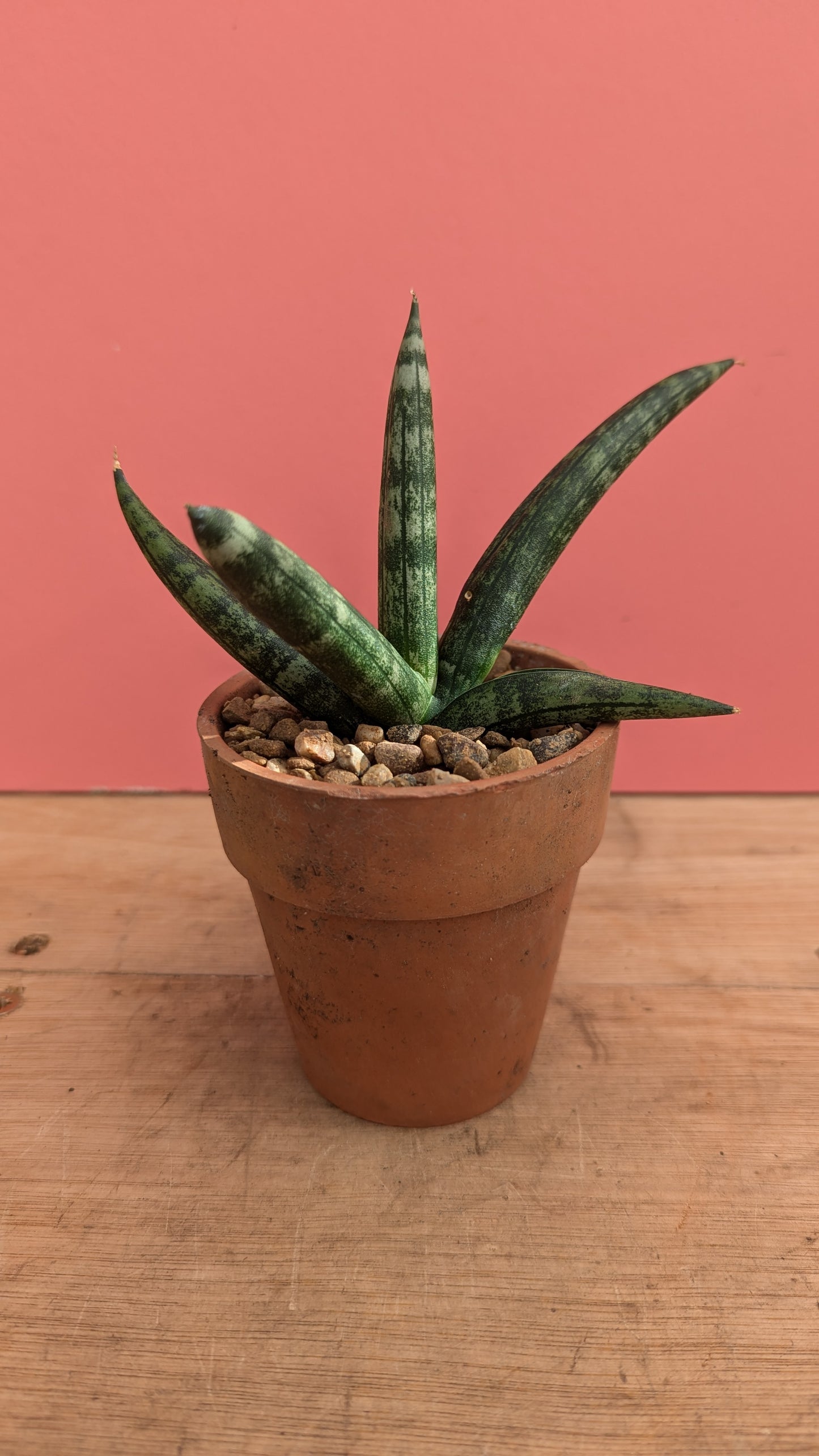 Sansevieria boncellensis in vintage terracotta