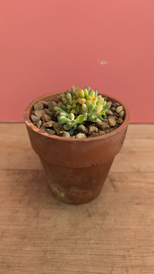 Graptopetalum in vintage terracotta