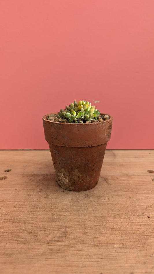 Graptopetalum in vintage terracotta