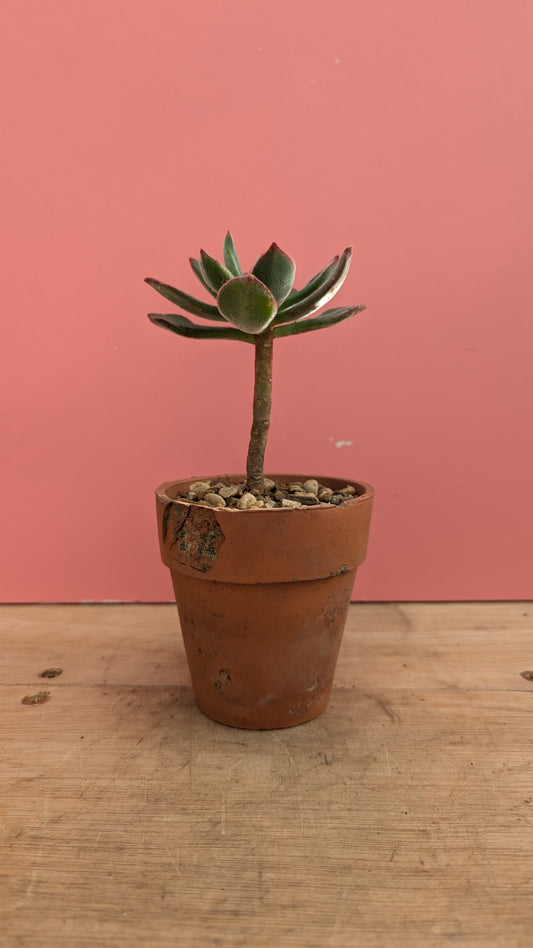 Echeveria pulvinata in vintage terracotta