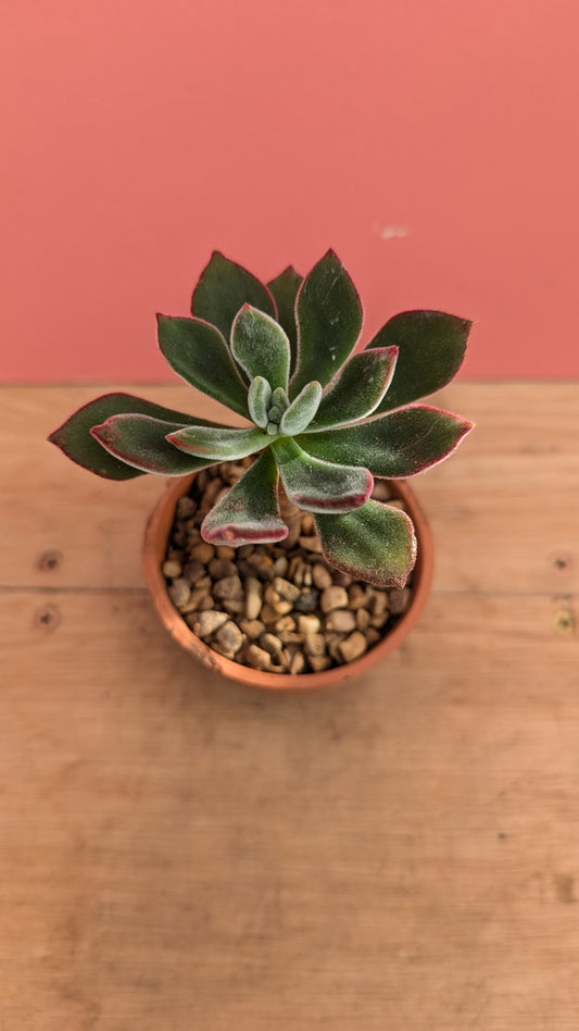 Echeveria pulvinata in vintage terracotta