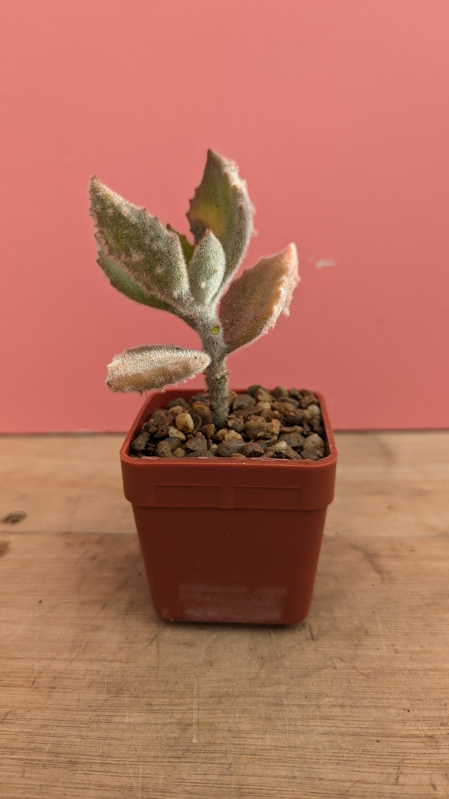 Kalanchoe beharensis