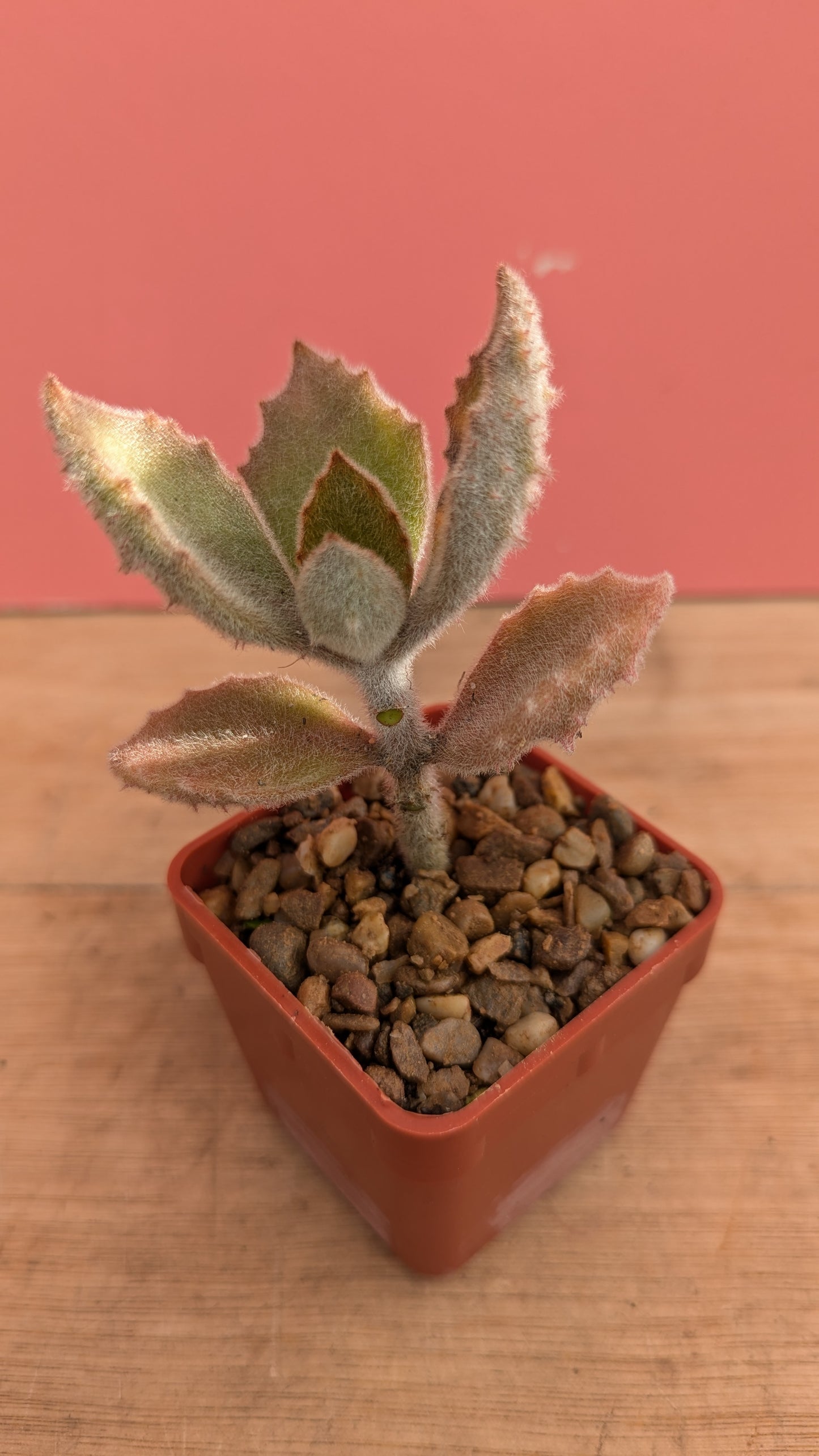 Kalanchoe beharensis