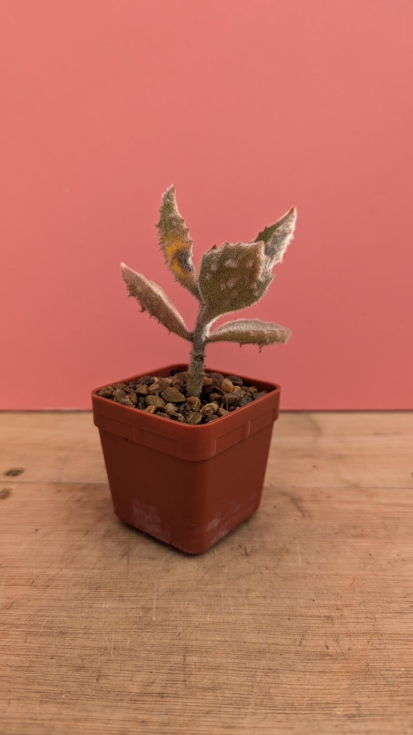 Kalanchoe beharensis