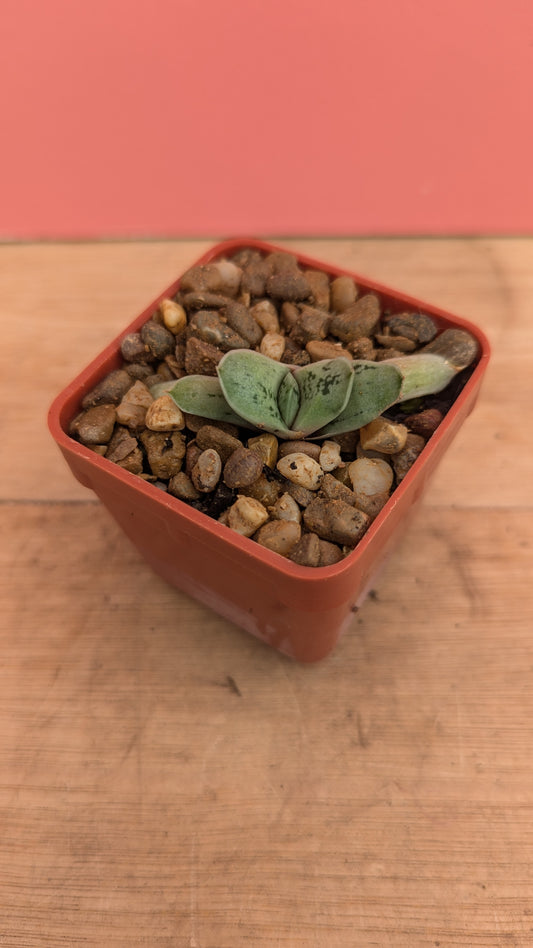 Gasteria 'Frosty' baby