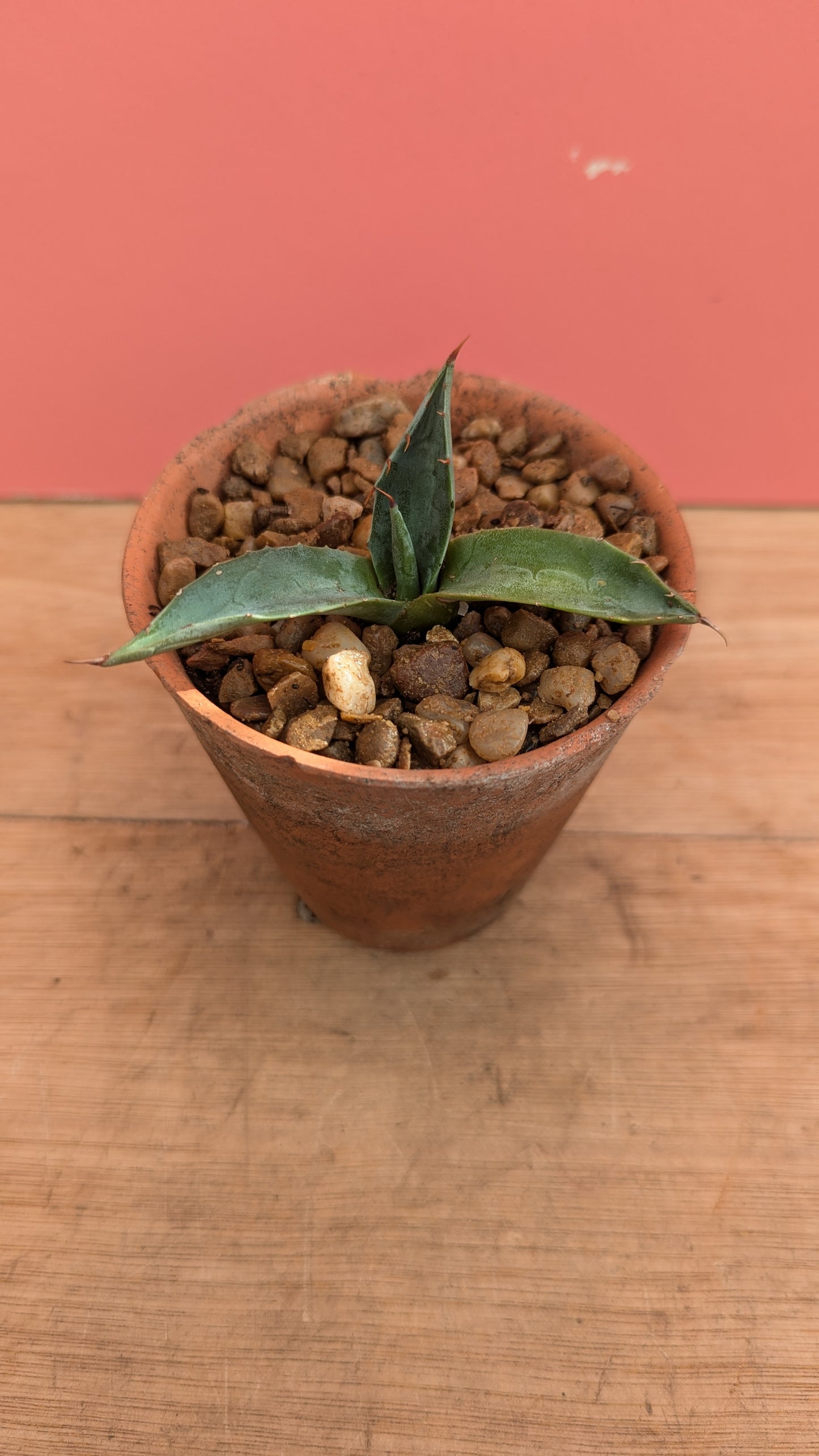 Agave univittata in vintage terracotta