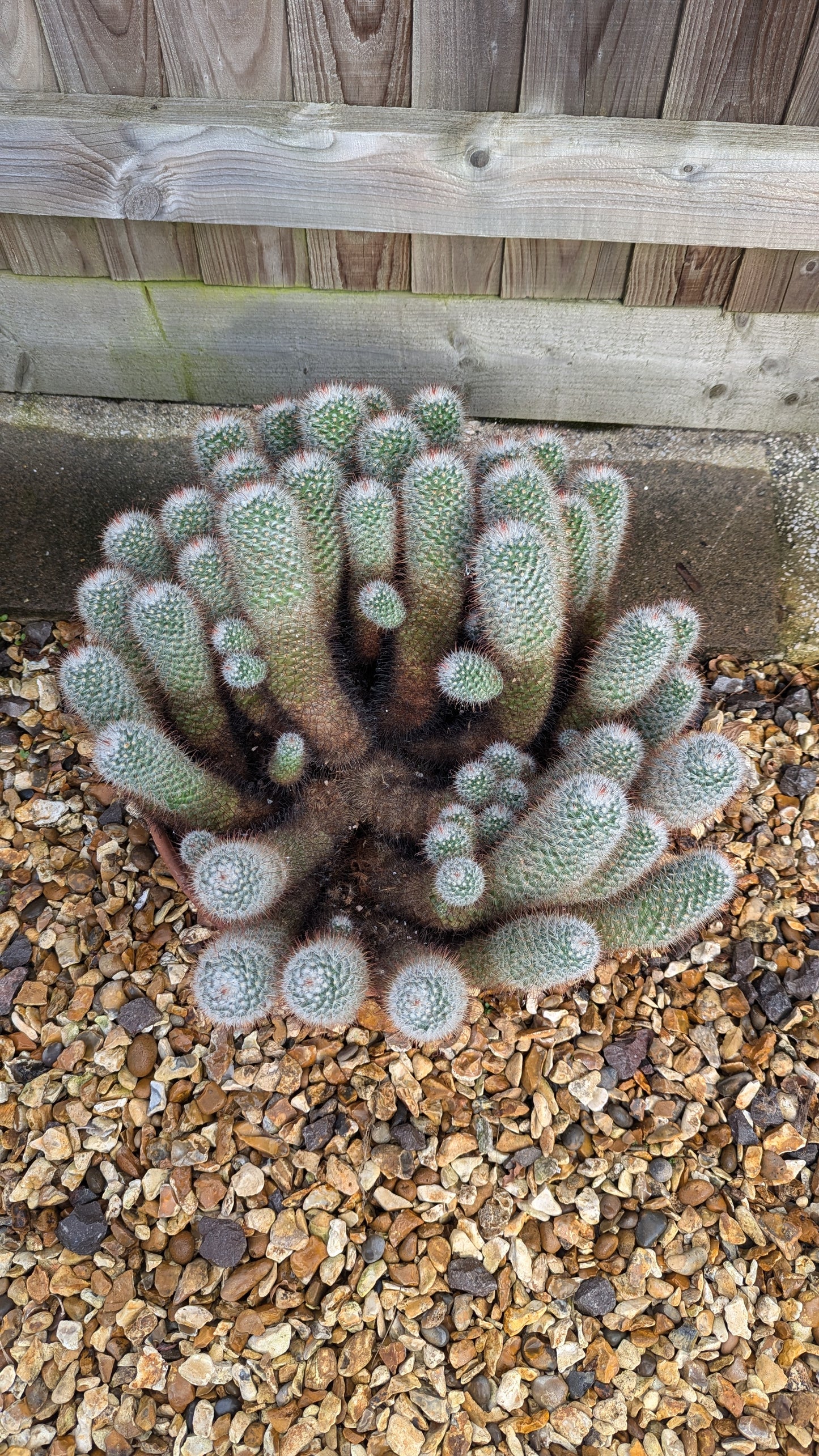 XXL Mammilaria bombycina