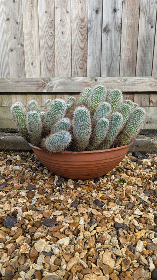 XXL Mammilaria bombycina