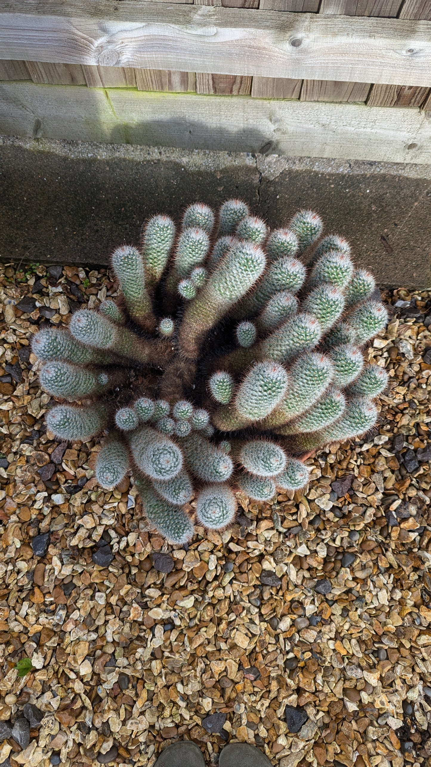 XXL Mammilaria bombycina