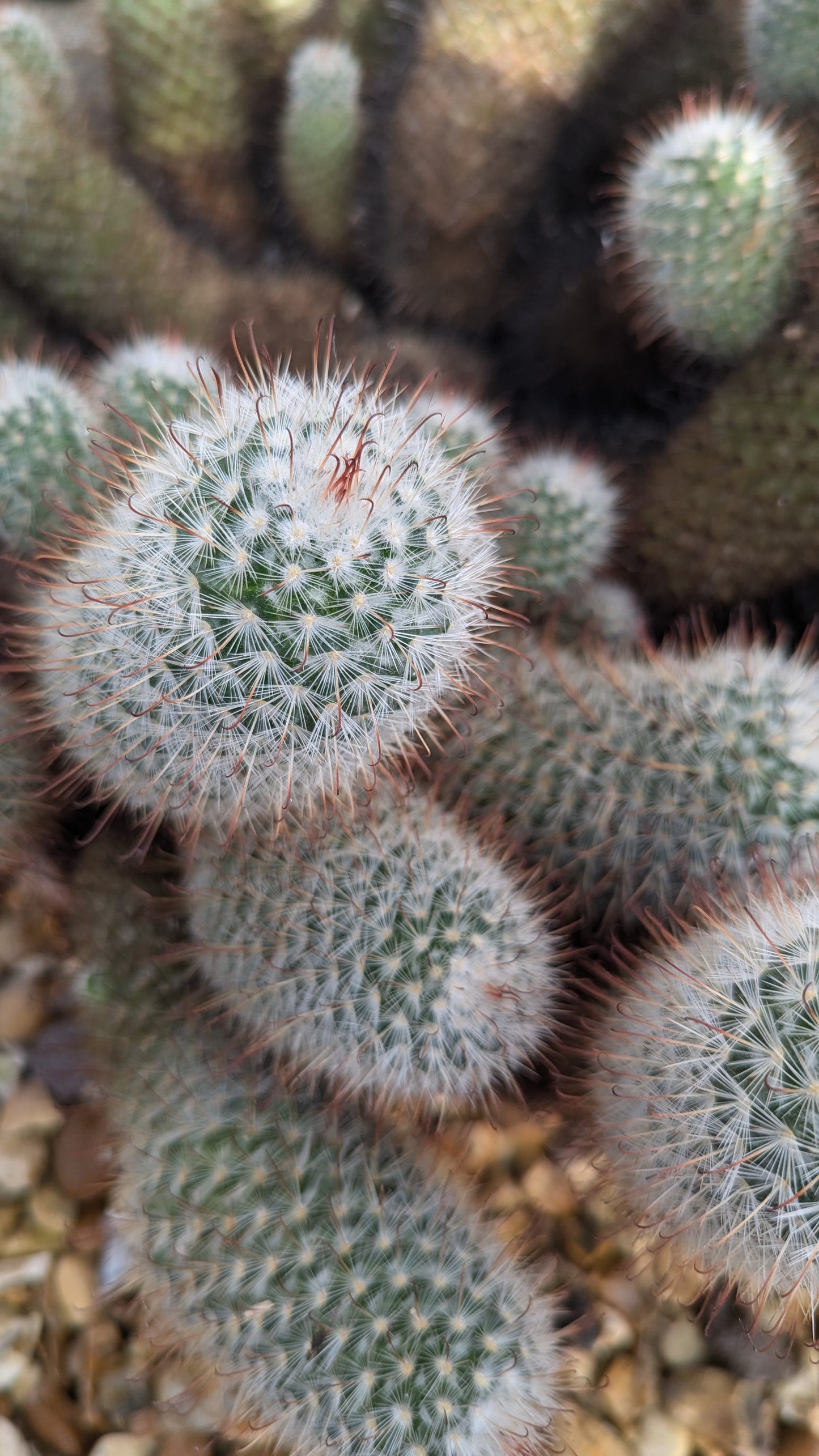 XXL Mammilaria bombycina