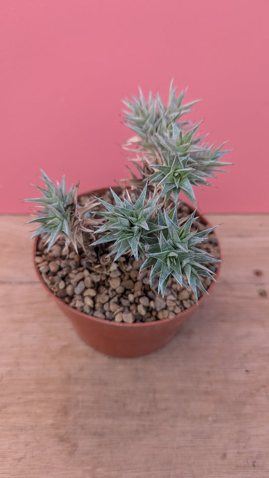 Abrometiella brevifolia 2