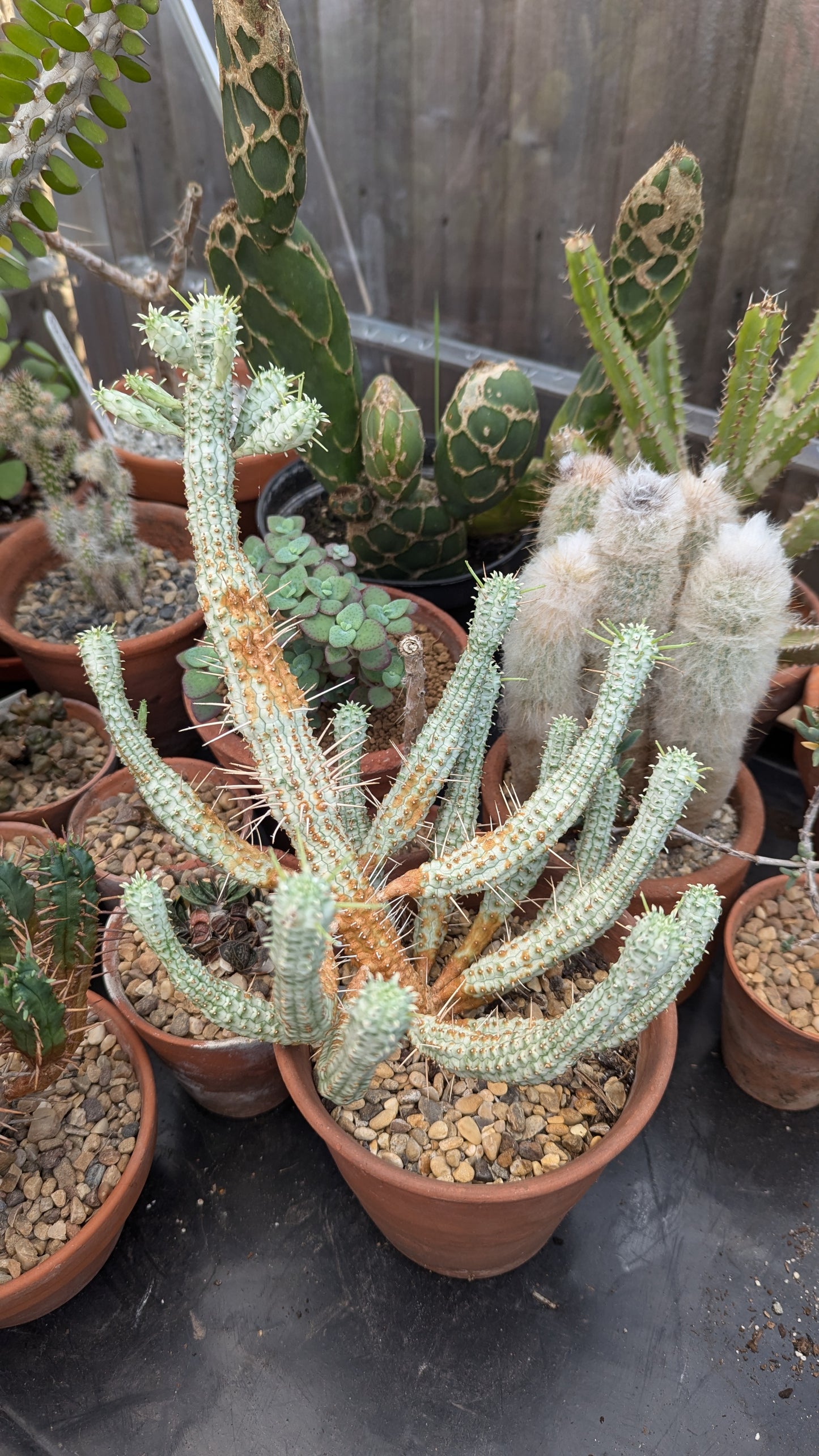 Euphorbia mammilaria variegata pup