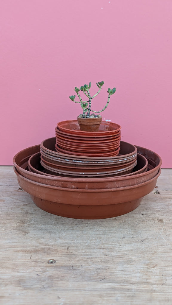 Plastic saucer 29cm Mint Plants