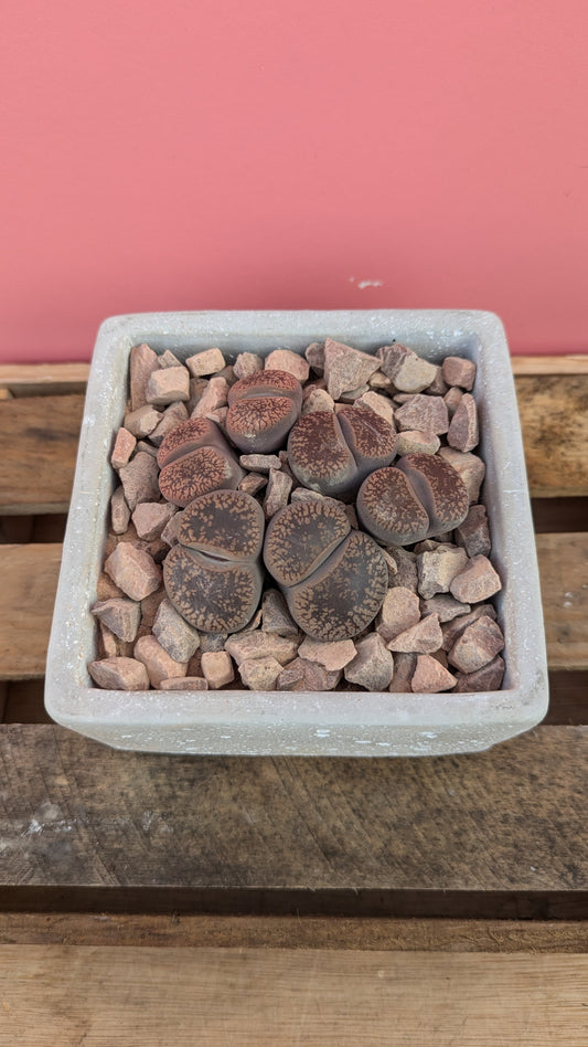 Lithops in concrete cube 1