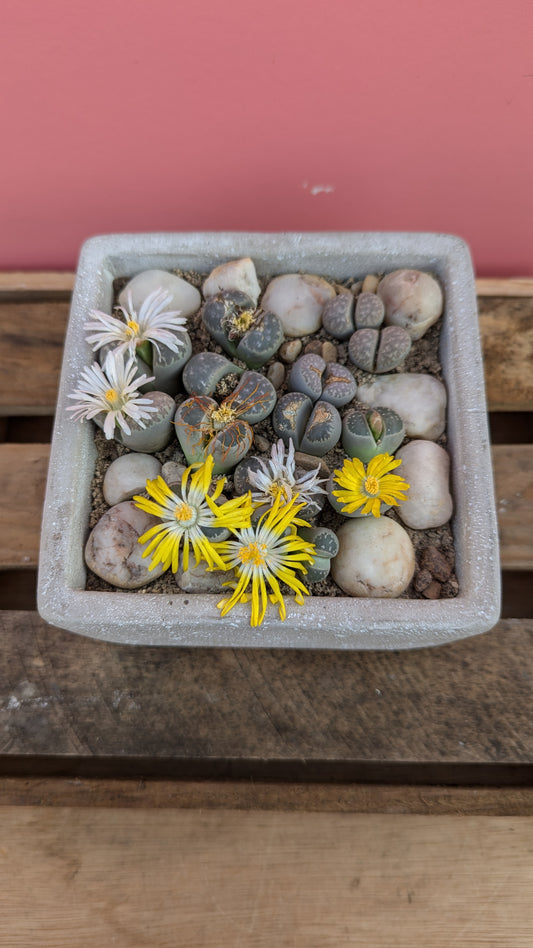 Lithops in concrete cube 3