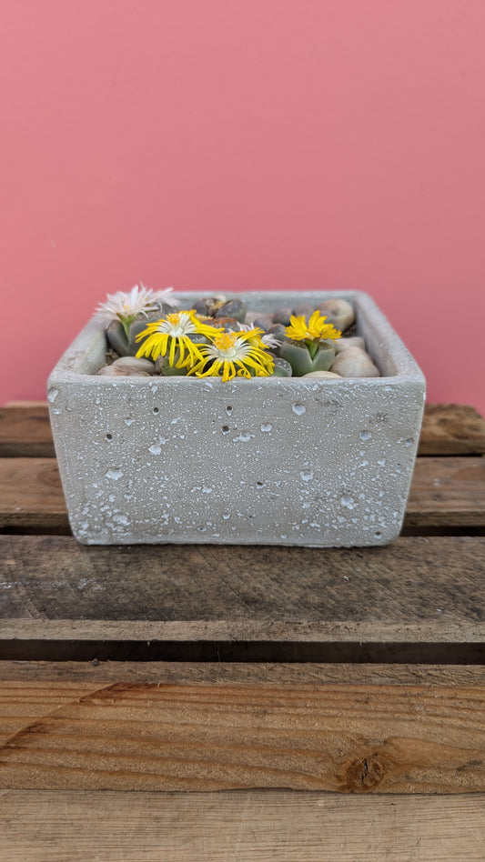 Lithops in concrete cube 3