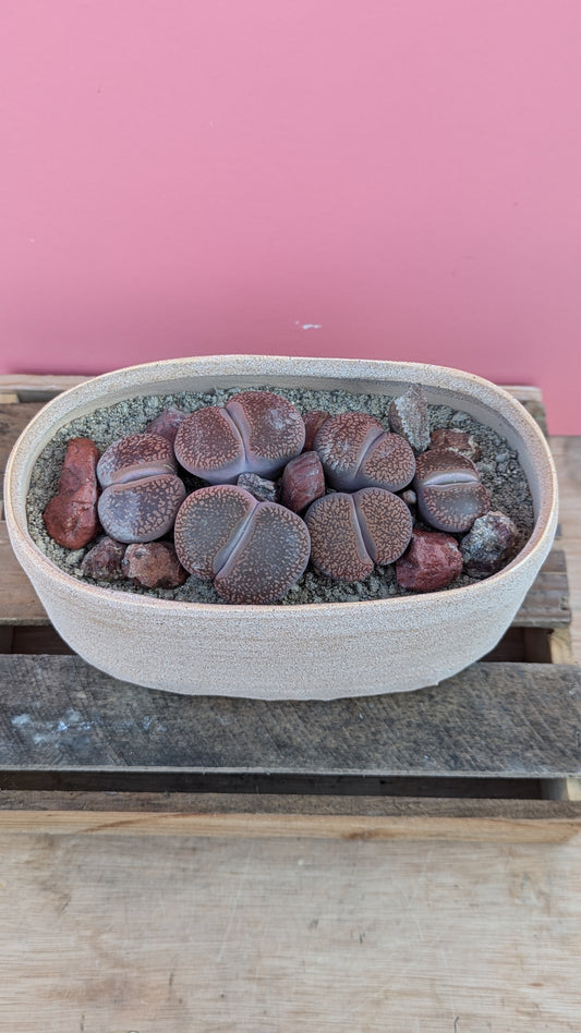 Lithops aucampiae in oval planter