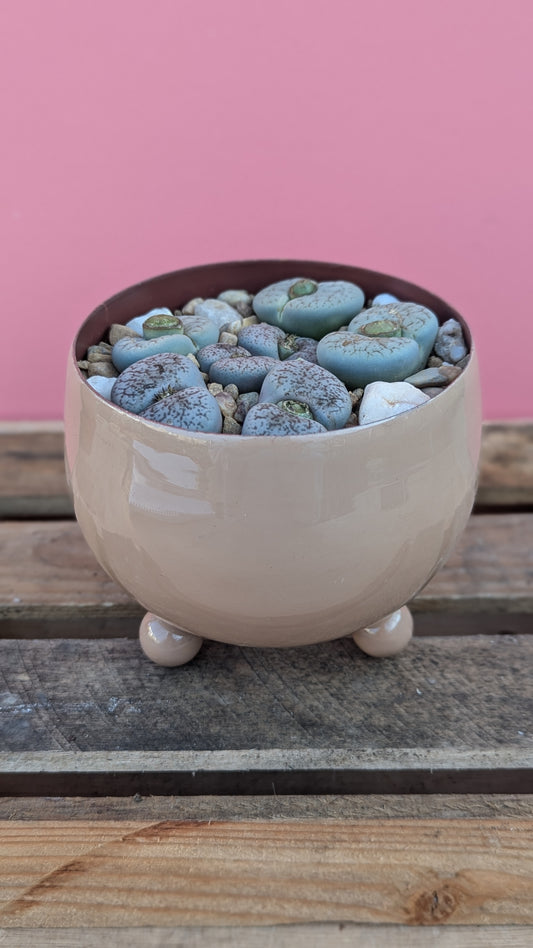 Lithops in zinc pot 1