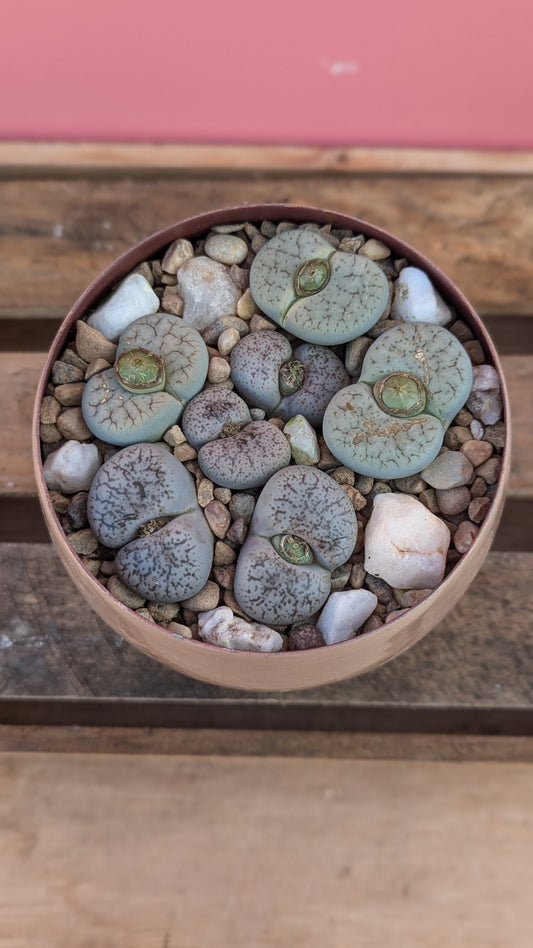 Lithops in zinc pot 1