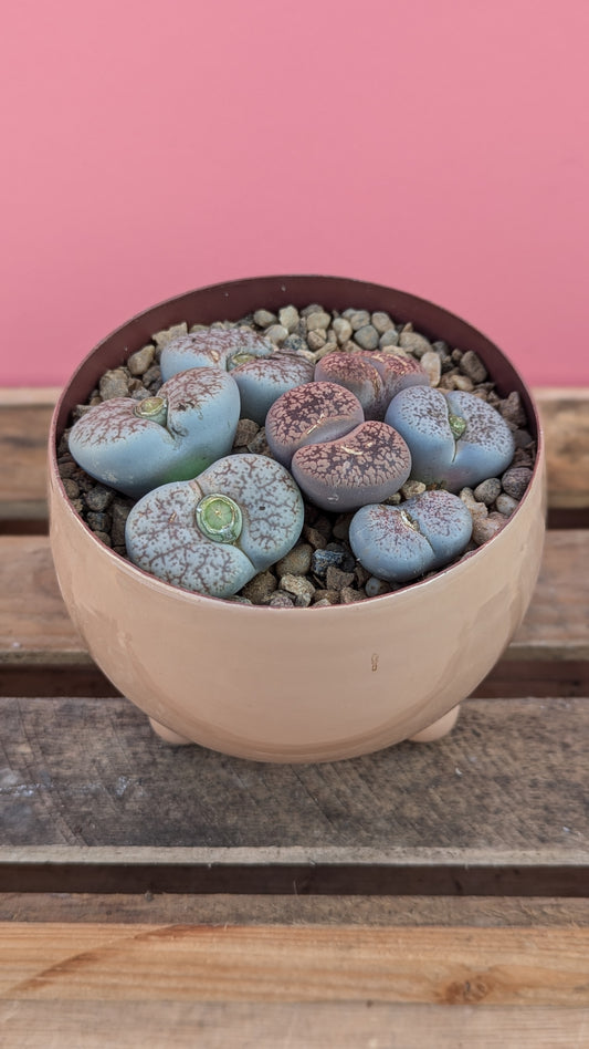 Lithops in zinc pot 2