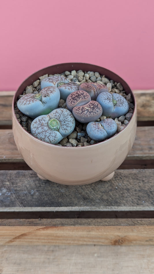 Lithops in zinc pot 2