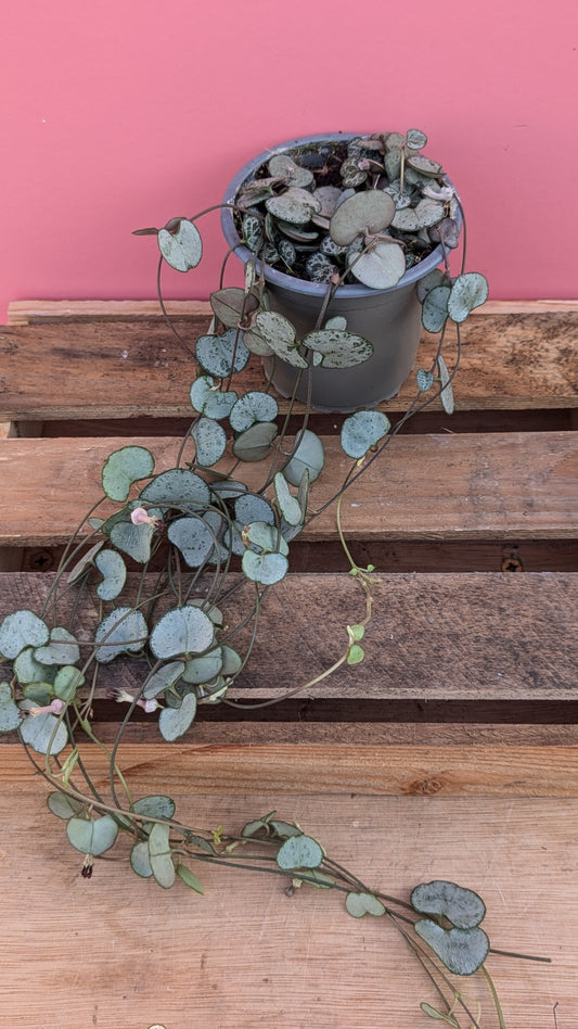 Ceropegia silver glory (string of hearts)