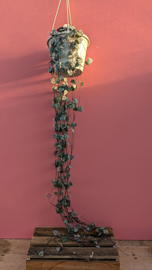 Ceropegia woodii variegata (string of hearts)