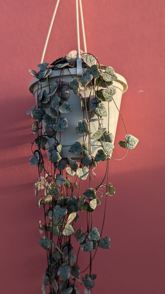 Ceropegia woodii variegata (string of hearts)