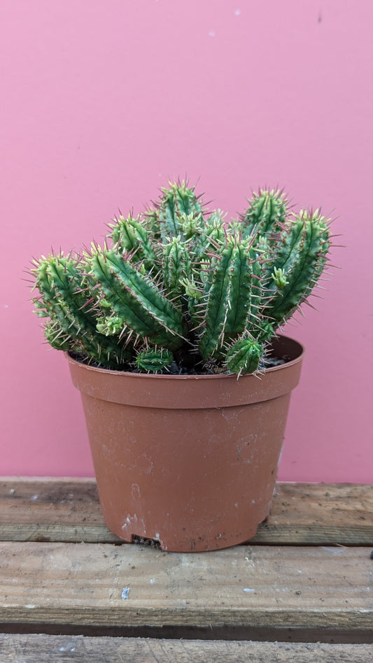 Euphorbia aggregata variegata