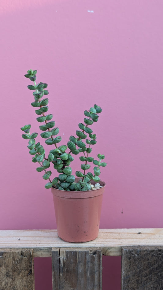 Crassula rupestris