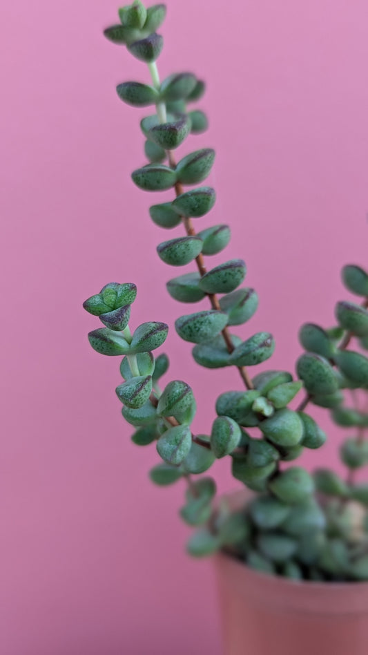 Crassula rupestris