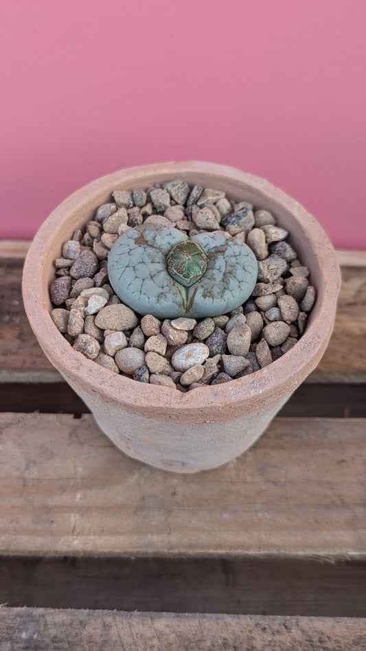 Lithops pseudotruncatella in terracotta