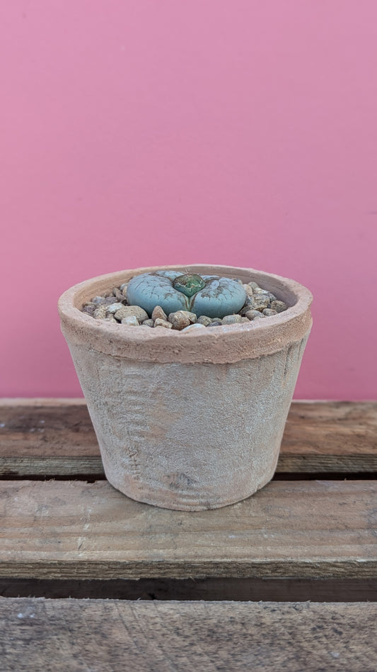 Lithops pseudotruncatella in terracotta