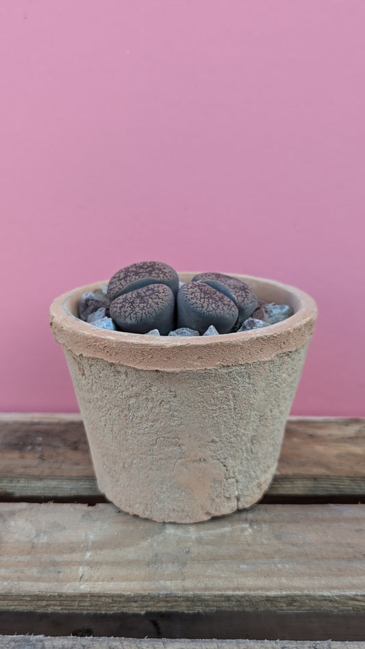 Lithops aucampiae in terracotta