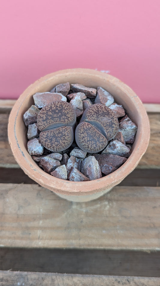 Lithops aucampiae in terracotta