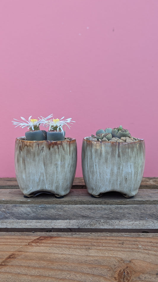 Lithops in light ombre ceramic pot (set of 2)