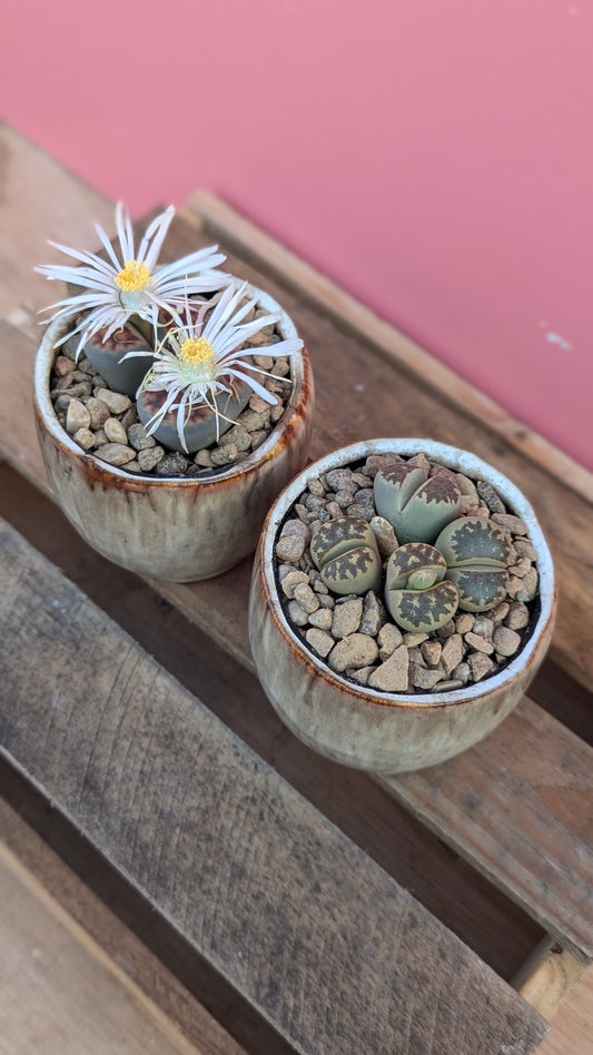 Lithops in light ombre ceramic pot (set of 2)