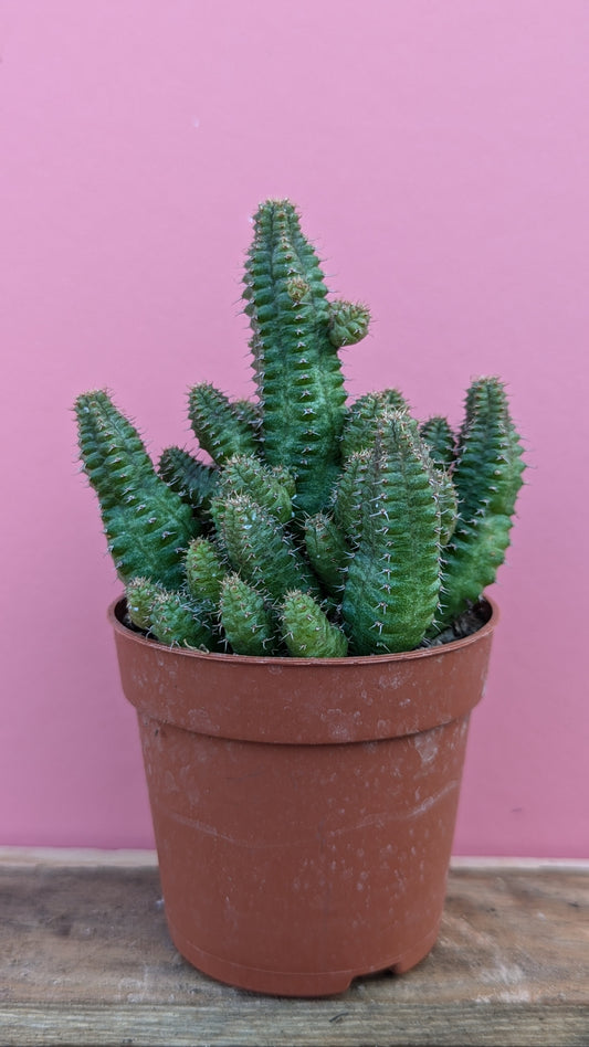 Euphorbia lugardiae