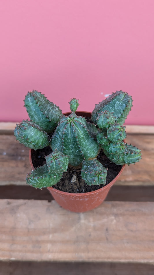 Euphorbia pseudoglobosa