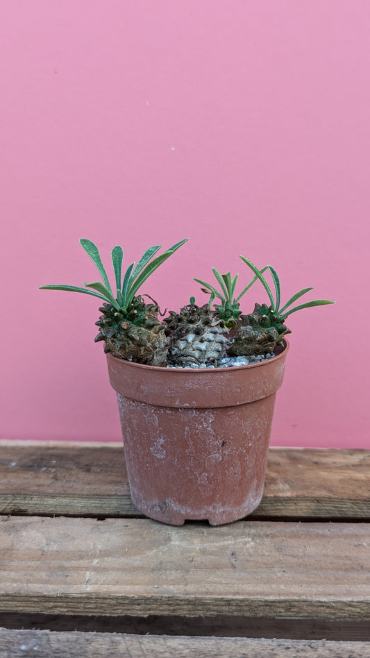 Euphorbia bluplerifolia x susannae