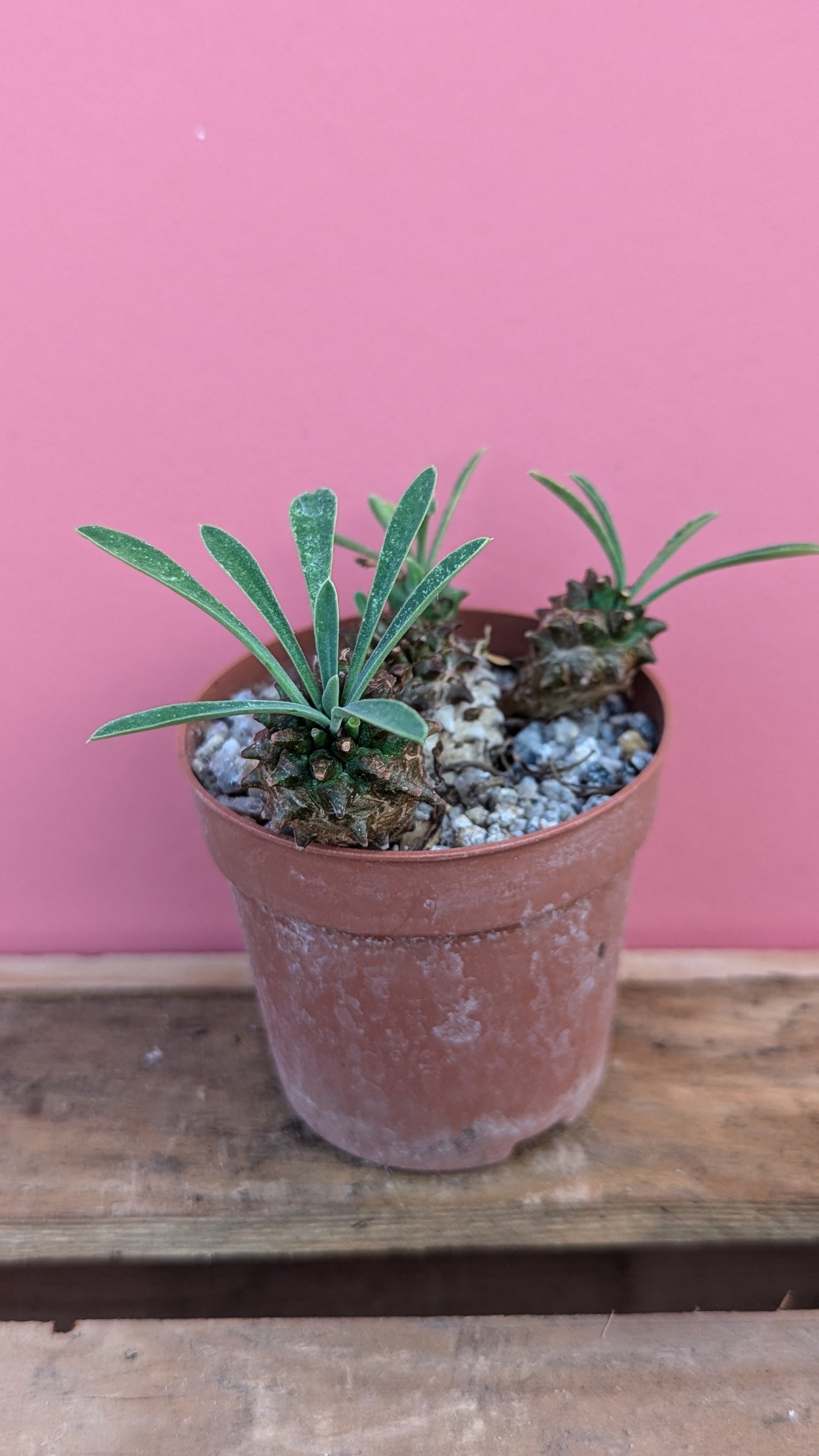 Euphorbia bluplerifolia x susannae