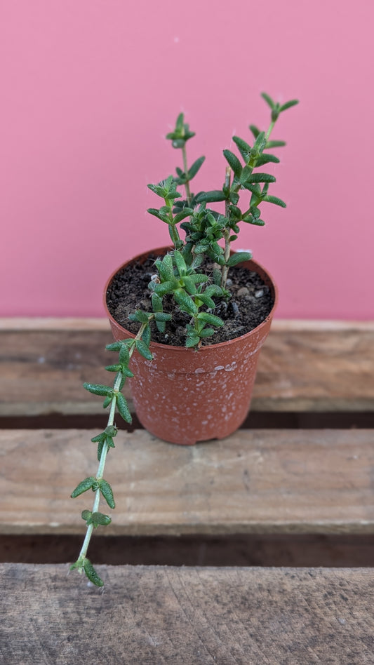 Delosperma echinatum 'Pickle Plant'