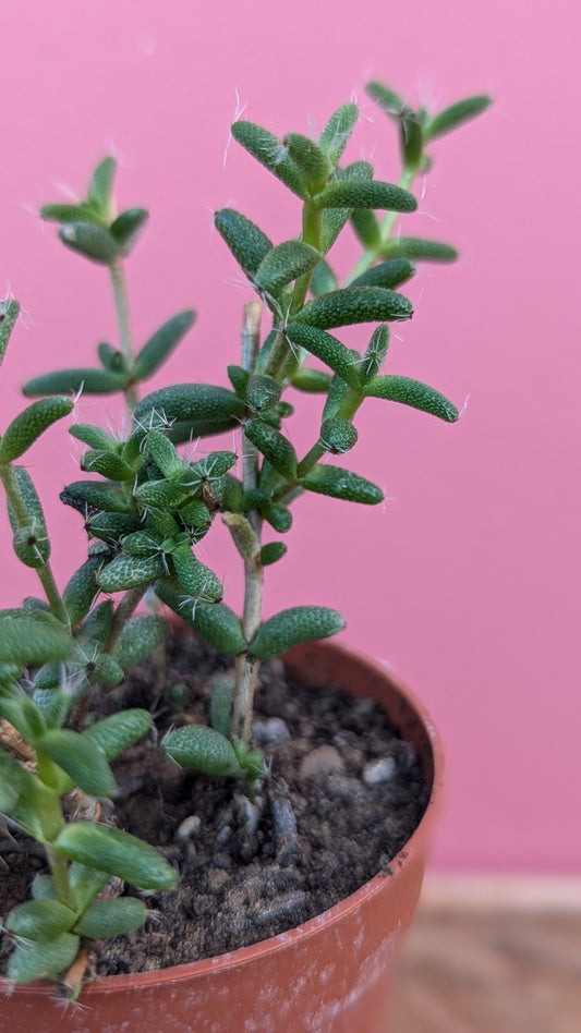 Delosperma echinatum 'Pickle Plant'