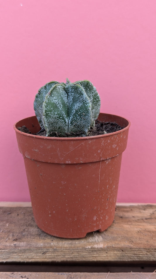 Astrophytum myriostigma x ornatum