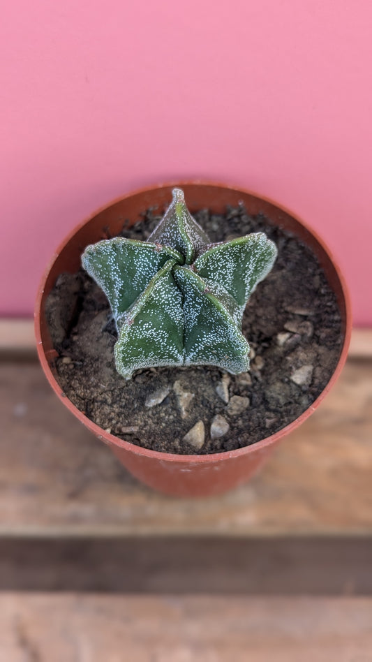 Astrophytum myriostigma x ornatum